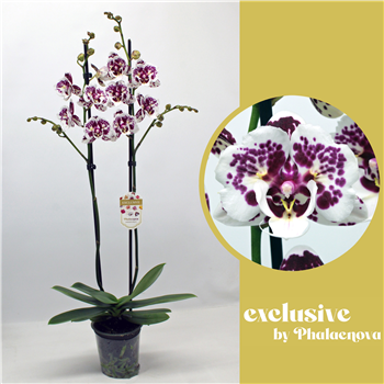 Orhideja Phalaenopsis 'Untold Stories' F00011761