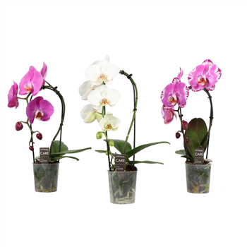 Orhideja Phalaenopsis Mix F00011391