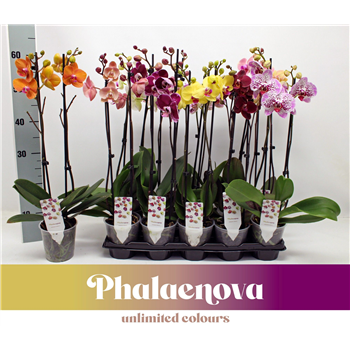 Orhideja Phalaenopsis Mix F00011134