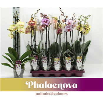 Orhideja Phalaenopsis Mix F00011135