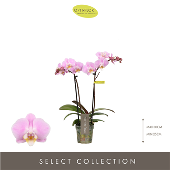Orhideja Phalaenopsis Multiflora 'Fenna' F00004444