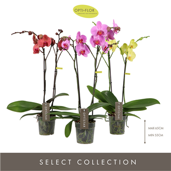Orhideja Phalaenopsis Optistar mix F00002963