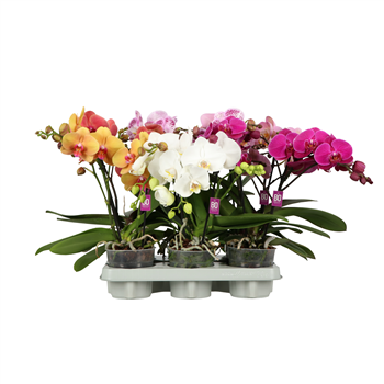 Orhideja Phalaenopsis Shorty BO Collection mix F00002416