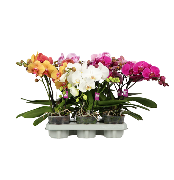 Orhideja Phalaenopsis Shorty BO Collection mix F00002416