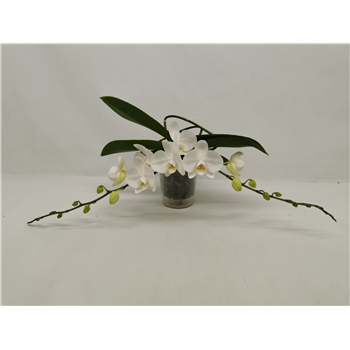 Orhideja Phalaenopsis Table LOS F00000085