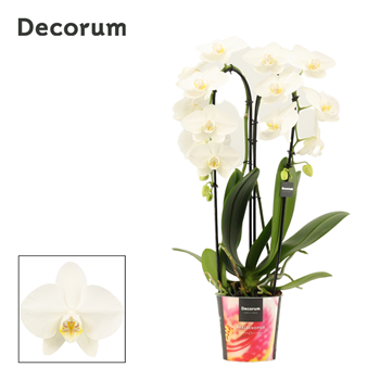 Orhideja Phalaenopsis cascade white F00000693