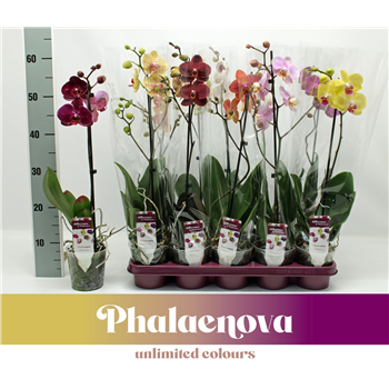 Orhideja Phalaenopsis mix F00000073