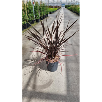 Phormium tenax 'Platts Black' F00011835