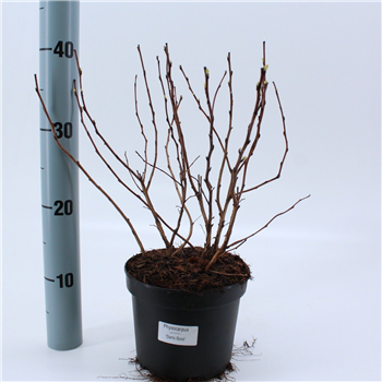 Physocarpus opulifolius 'Dart's Gold' F00011653