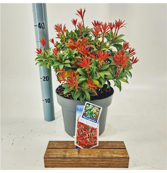 Pieris 'Flaming Silver' F00011515