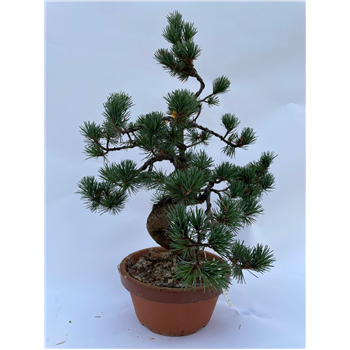 Bor(Pinus) Parviflora F00011648