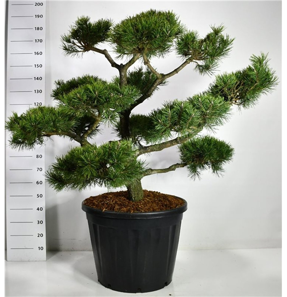 Bor(Pinus) nigra F00006626