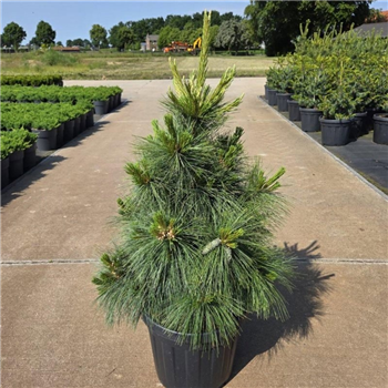 Bor(Pinus) schwerinii 'Wiethorst' F00011733