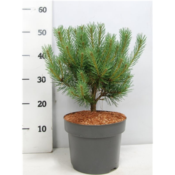 Bor(Pinus) sylvestris 'Watereri' F00011796