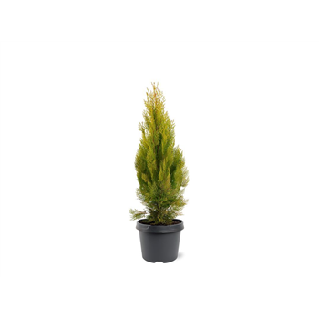 Platycladus orientalis 'Pyramidalis Aurea' F00011555
