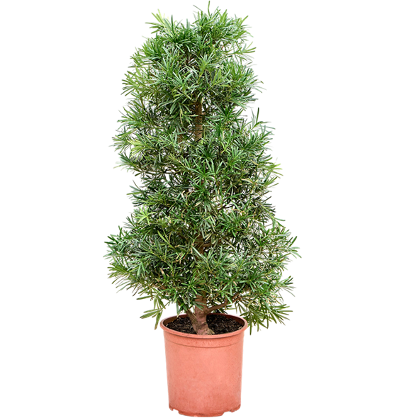 Podocarpus macrophyllus 4POMAPY90