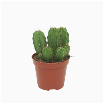 Polaskia chichipe F00001576