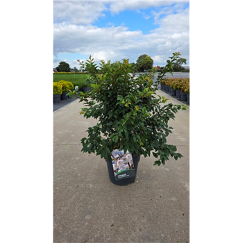 Prunus incisa 'Kojou-no-mai' F00011836