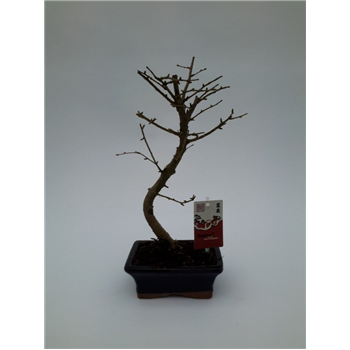 Pseudolarix amabilis F00011627