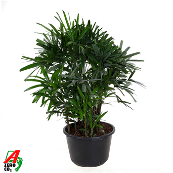 Rhapis excelsa F00011675