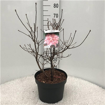 Rhododendron mollis 'Berryrose' F00011748