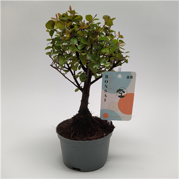 Sageretia 'Theezans' F00011631