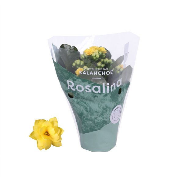 Kalanhoja rosalina geel 15cm 7cm Q3234