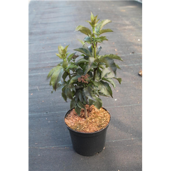 Sambucus nigra 'Black Tower' F00008971