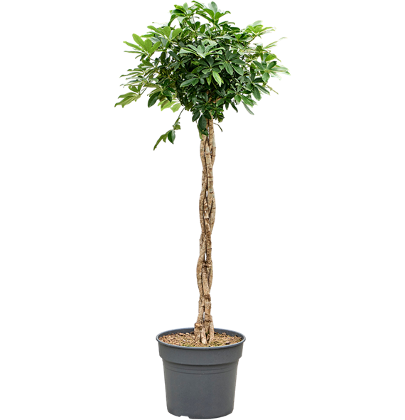Šeflera arboricola 'Compacta' 4SCARGS38