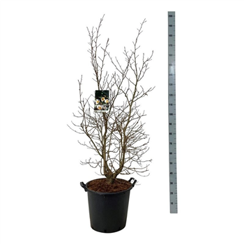 Stewartia pseudocamellia F00011702