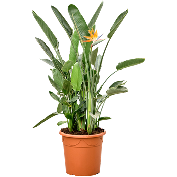 Strelicija reginae (3+ bloem) 4STREBU45