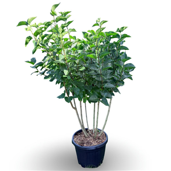Syringa vulgaris 'Monique Lemoine' F00011450
