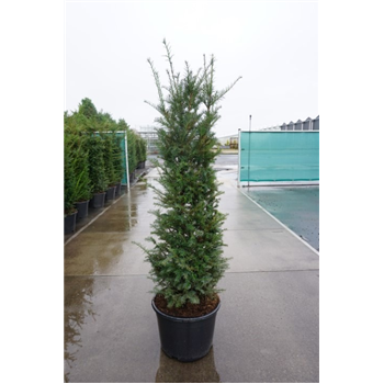 Taxus baccata F00011840
