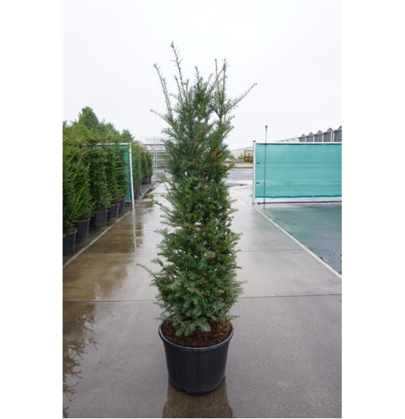 Taxus baccata F00011840