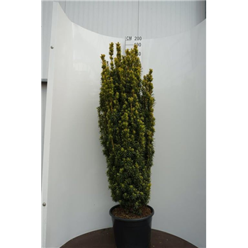 Taxus baccata 'David' F00011842