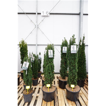Taxus baccata 'Fastigiata Robusta' F00011844