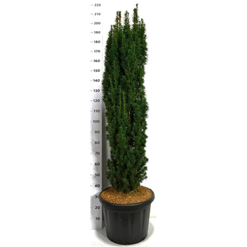 Taxus baccata 'Fastigiata Robusta' F00006601
