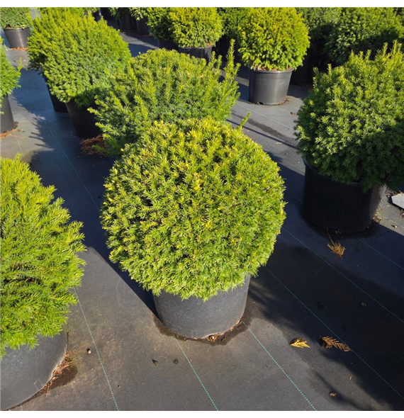 Taxus media 'Groenland' F00011849