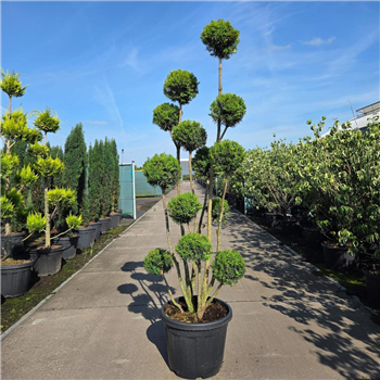 Taxus media 'Hicksii' F00011580