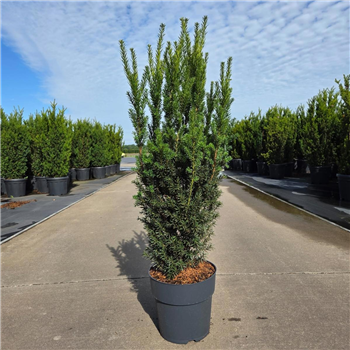 Taxus media 'Hillii' F00011464