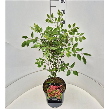 Tetradium daniellii F00011727