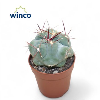 Kaktus Thelocactus Hexaedrophorus 12cm 5.5cm Q862