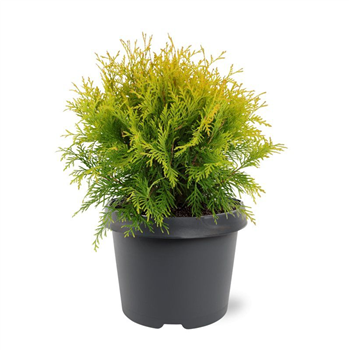 Thuja occidentalis 'Golden Globe' F00011558