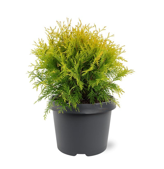 Thuja occidentalis 'Golden Globe' F00011558