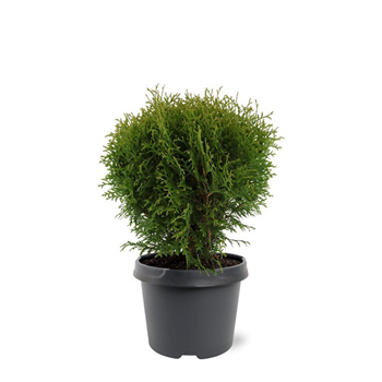 Thuja occidentalis 'Little Giant' F00011423