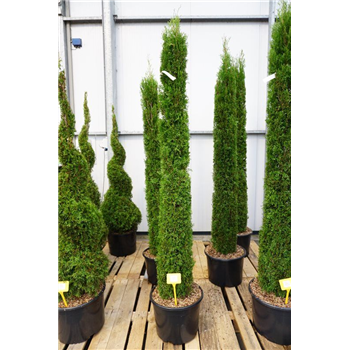 Thuja occidentalis 'Smaragd' F00011853