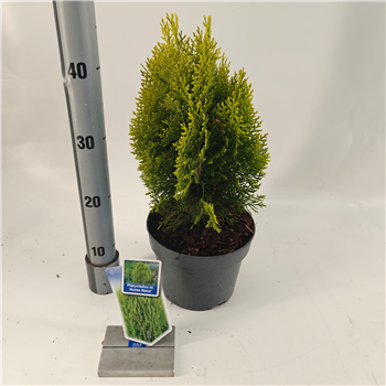 Thuja occidentalis ‘Aurea Nana’ F00011526