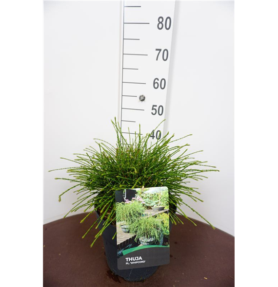 Thuja plicata 'Whipecord' F00011854