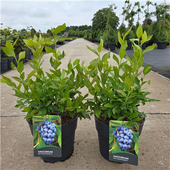 Vaccinium corymbosum 'Goldtraube 71' F00011870