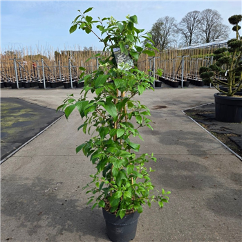 Viburnum plicatum 'Kilimandjaro' F00011872
